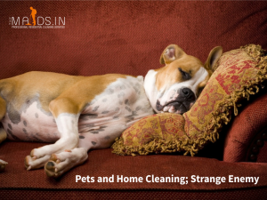 Pets and Home Cleaning